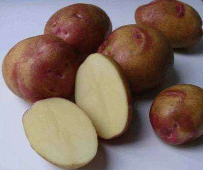 Для получения хорошего урожая нужно высаживать картофель только достаточно крупного размера, слишком крупные клубни (от ста тридцати граммов), нужно разрезать пополам.