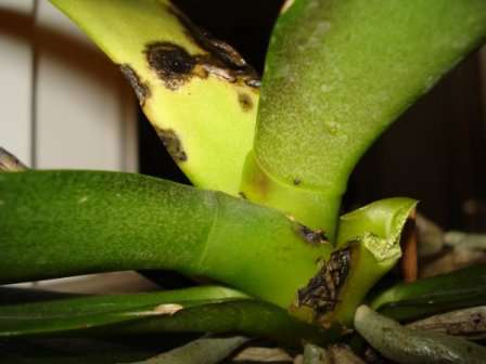  вредители орхидей фаленопсис и их лечение