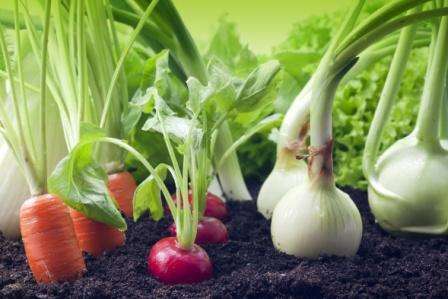 Посевной календарь огородника на 2019 год поможет вам посадить и вырастить на своем дачном участке хороший, богатый урожай овощей.