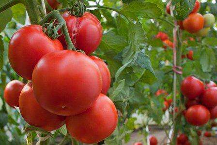 В среднем вес одного помидора достигает порядка 200-300 грамм, но отдельные экземпляры способны вырастать до 700 грамм.