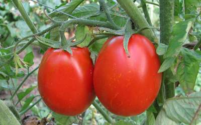 Тема этой статьи - голландские семена томатов для открытого грунта. Из нее вы узнаете, какие сорта можно использовать для посадки в открытый грунт.