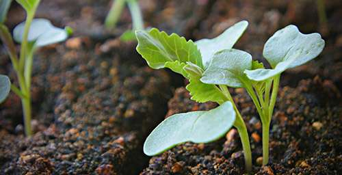  Для того чтобы семена хорошо взошли, необходимо обеспечить нужный температурный режим (+20 градусов) и увлажнение почвы.