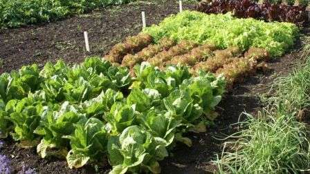 Смешанные посадки овощей, схемы которых мы рассмотрим в этой статье, - часто используют многие дачники.