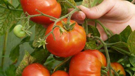 Урожайность томата «Чудо Земли» — как достичь максимума?