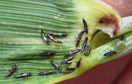 Трипс — мелкие быстроразвивающиеся насекомые. Селятся они на нижней части листьев растений, кладку яиц производят в ткани листьев и цветочных лепестков, для чего проделывают в них ходы.