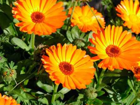 Календула: этот лечебный цветок не только подарит радость глазам, он может подарить здоровье хозяевам, которые озаботились и осенью собрали его с клумбы.