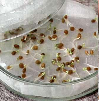 Прорастить. Обычно, для того чтобы семена быстрее взошли, перед посадкой их следует прорастить. Для этого, семена помещают на влажную тканевую салфетку, выкладывают на плоскую тарелку и оставляют при комнатной температуре до прорастания.