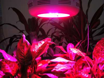 светодиодные лампы для комнатных цветов, которые используются хозяевами для освещения растения, цветущих на балконах и подоконниках.