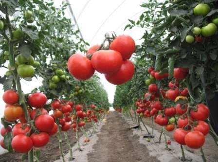 Лежкость: этот критерий особенно важен в том случае, если помидоры выращивают не только для собственного употребления, но, и для продажи. Довольно хорошо способны лежать томаты сортов Салахаддин, Ивановец, Краснобай и Волгоградец.