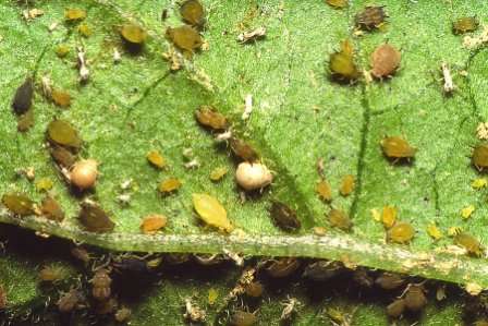 насекомые — вредители культурных растений и переносчики заболеваний