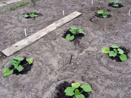 Рассадный способ чаще всего применяется, при необходимости получения раннего урожая плодов. Семена на рассаду сеют в конце апреля — начале мая. 