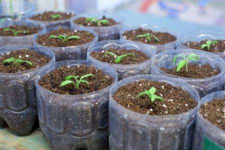Выращивание рассады баклажанов из семян дома