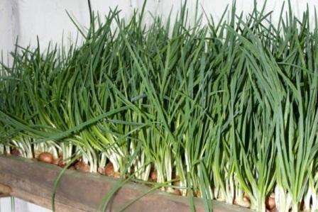 На собственном подоконнике чаще всего высаживают зеленый лук, разные виды зелени (укроп, петрушку, базилик, салат и другие).