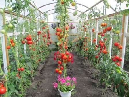 Срок созревания: томаты, выращенные в теплице, позволяют успеть за сезон снять до двух — трех урожаев отменного качества