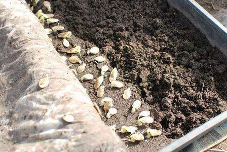 Посев семян в открытый грунт - наиболее часто встречающийся метод выращивания кабачков. Перед посадкой, семена следует замочить для прорастания на сутки. Для этого, вместо обычной воды можно использовать стимуляторы роста. С