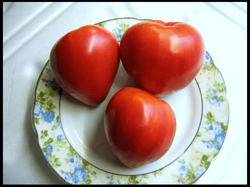 томат "Мазарини", урожайность которого поразит даже опытных дачников.
