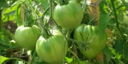 Семян в томате немного, поэтому они предпочтительны для использования в салатах.