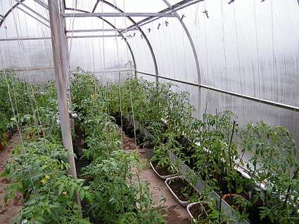 Тип куста: лучше всего для теплиц подходят томаты, имеющие кусты высокого роста, главное правильно организовать уход за ними, вовремя удалять пасынки, прищипывать и обязательно подвязывать к опоре