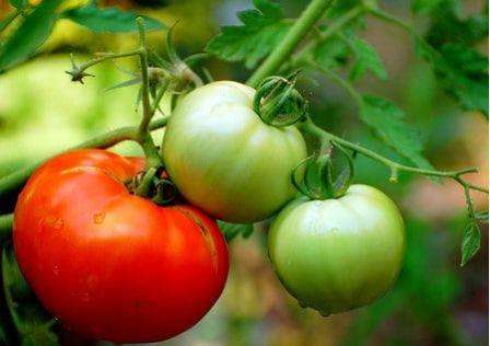 Во-вторых, имеют высокий (до 94) процент всхожести. И в-третьих, показывают большие показатели урожайности: с одного куста в течение сезона можно снять около четырех килограммов томатов.