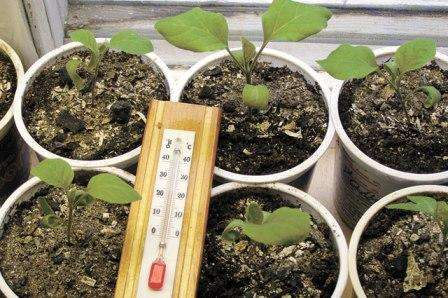 Предпочтительнее приобретать семена баклажан гибридных сортов, так как они обладают устойчивостью к заболеваниям, неблагоприятным погодным условиям и имеют более высокую урожайность. Посев рассаду можно начинать в конце февраля — начале марта.
