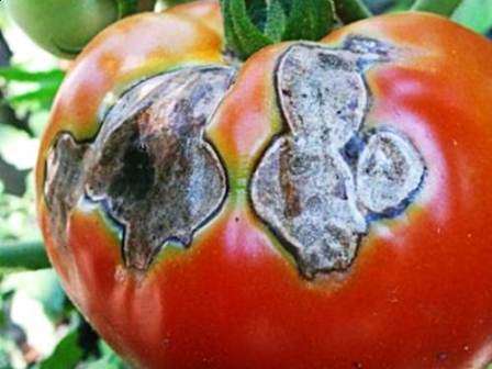 Фитофтороз. Наличие у помидоров этого грибкового заболевания можно увидеть по пятнам коричневатого оттенка, которые начинают покрывать стебли и внутреннюю часть листвы томатов. Основной причиной возникновения фитофторы на томатах является слишком высокая влажность в помещении.