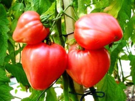 томат "Мазарини", урожайность которого поразит даже опытных дачников.