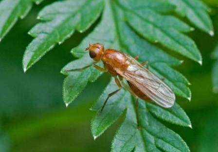 насекомые — вредители культурных растений и переносчики заболеваний