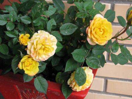 Роза полиантовая, выращивание из семян в домашних условиях которой не требует особых усилий, станет отличным украшением вашей территории. 