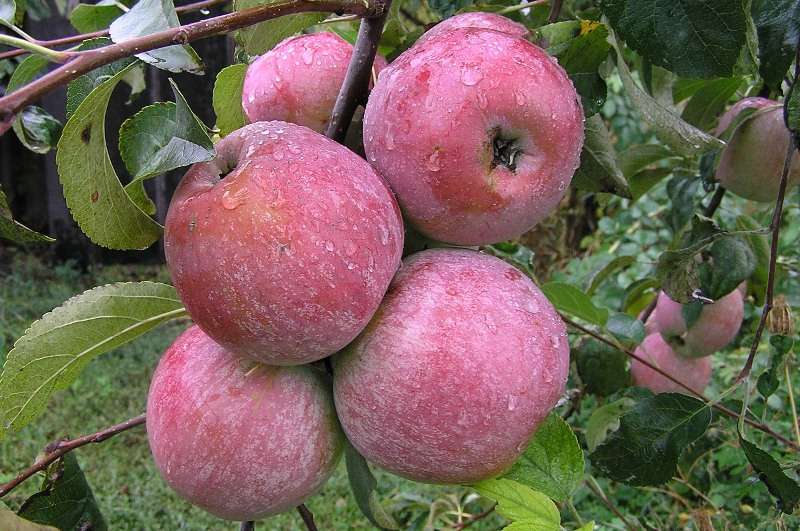 Как посадить яблоню Уэлси? Фото и отзывы