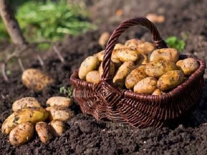Правила посадки картошки для получения хорошего урожая