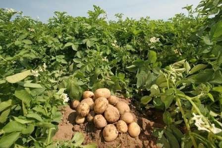 Время посадки. Время, когда можно высаживать картофель, обычно определяется дачниками опытным путем.