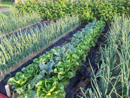 Как использовать метод Митлайдера, выращивая овощи на небольшой территории?