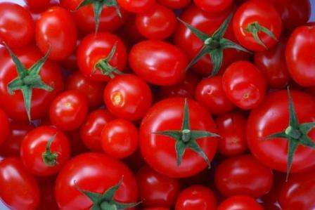 Как посадить томат «Примадонна»? Отзывы тех, кто сажал