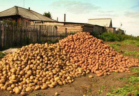  Как удобрять картофель для наилучшего урожая? Предлагаем вам рассмотреть ответ на этот вопрос из статьи.