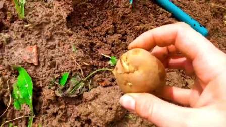 Выбор посадочного материала. Это, пожалуй, основа всего процесса высаживания картофеля. Как правило, опытные фермеры, готовят семена еще в период осенней уборки урожая, отбирая для этой цели корнеплоды, которые были получены с самых щедрых кустов.