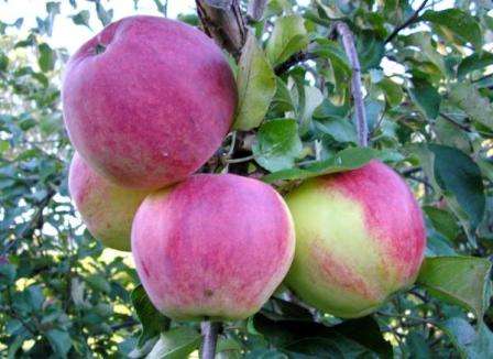  У плодов сочная, белая или слегка зеленоватая мякоть, иногда встречаются розово-красные прожилки. Яблоки обладают приятным кисло-сладким вкусом.