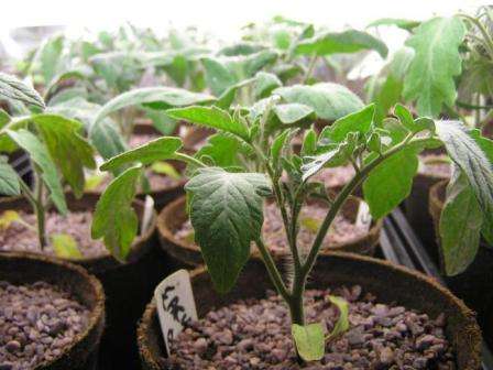 Томаты — это культура, семена которой подвергаются дополнительной обработке, еще на стадии упаковки. Это делается специально для того чтобы уберечь их от преждевременной порчи. Несмотря на такую тщательную подготовку, семена томатов тоже требуют подготовки к высаживанию: