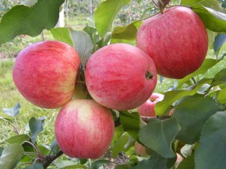 Как вырастить яблоню «Медуница»? Фото, отзывы