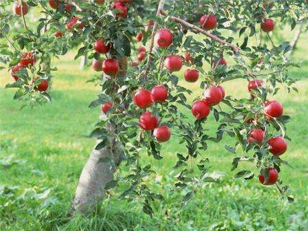 Яблоня «Медуница», описание, фото, отзывы, посадка — тема этой статьи. Из нее вы узнаете, как получить богатый урожай этих сочных яблок.