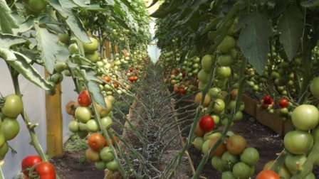 Какие высокорослые томаты дают большой урожай в теплице?