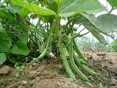 Фасоль является теплолюбивым растением, поэтому в открытый грунт высаживают не ранее конца мая, обычно в одно время с огурцами. Культура хорошо растет в рыхлой почве с хорошим дренажем на освещенных участках.