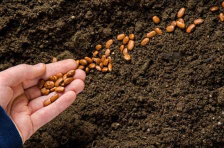Фасоль, выращивание и уход в открытом грунте за которой несложен,- обязательная культура любого дачного участка. Как же ее посадить?