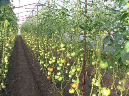 Итак, высокорослые томаты для теплицы, высокоурожайные и вкусные — мечта любого дачника. При соблюдении правил агротехники, условий посева семян и высадки рассады в теплицу, должного ухода за растениями у вас обязательно получится вырастить обильный урожай плодов.