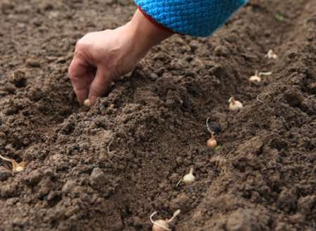Как сеять лук? Сорт «Стурон» можно высаживать как двухлетнюю культуру. Но после первого года можно получить только лук на зелень и севок, для посева - на следующий год. К