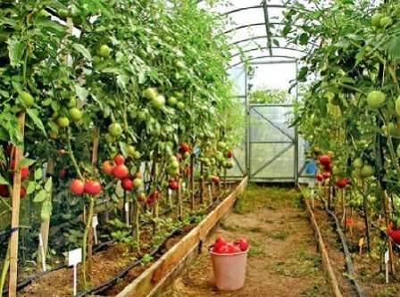  В этой статье мы рассмотрим высокорослые томаты для теплицы. Высокоурожайные, ароматные, сочные — они дадут хороший урожай и порадуют вас несложным уходом.