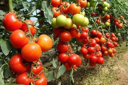 «Аленушка» - томаты нового поколения, недавно появившиеся на рынке. Вырастают в высоту от 2 до 2,5 метров, обладают ранней спелостью, плоды можно собирать через 80 — 100 дней после высадки, и отличаются обильным урожаем. 