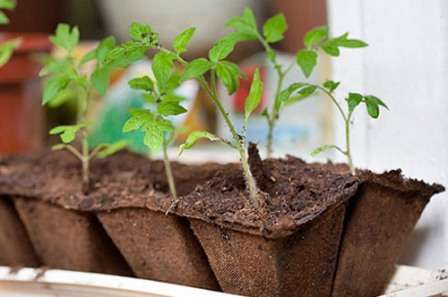 Как выращивать рассаду в торфяных стаканчиках?