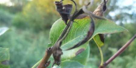 Болезни листьев груши: методы борьбы