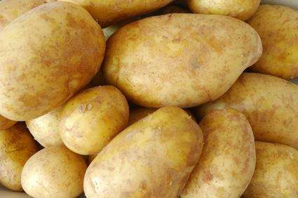 Как вырастить картофель «Удача» на дачном участке?