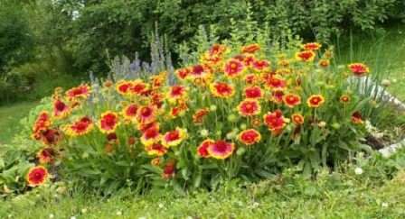 Гайлардия — нетребовательный цветок, не нуждающийся в регулярном поливе и укрытии на зиму. Цветы махровой формы, ярко — оранжевого оттенка, с 